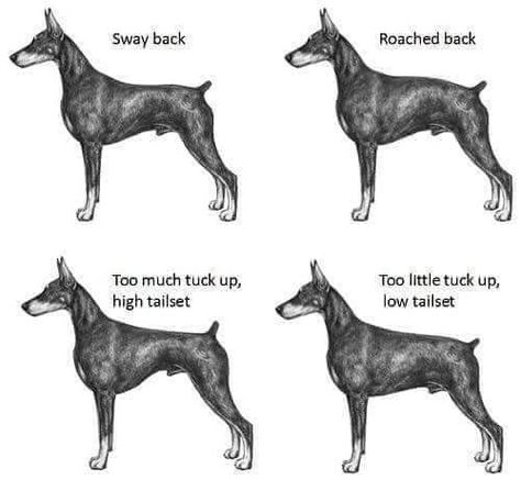 Dog Chart, Doberman Pinscher Dog, Dog Info, Sporting Dogs, Dog Training Obedience, Doberman Pinscher, Dog Show, Service Dogs, Doberman