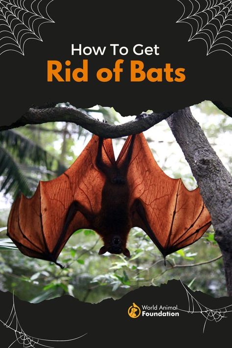 How To Get Rid of Bats? Bat Deterrent, Bats In Attic, Getting Rid Of Bats, Bird Photo, Animals Of The World, Bird Photography, Bird Watching, Love Birds, Wildlife Photography