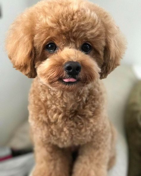 Toy Poodle Puppy Cut, Poodle Teddy Bear Cut, Poodle Puppy Cut, Poochon Dog, Toy Poodle Haircut, Teddy Bear Poodle, Small Poodle, Toy Poodle Puppy, Poodle Hair