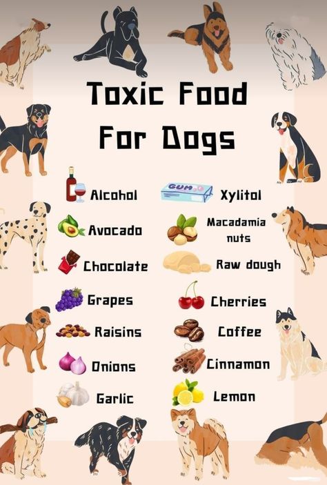 Toxic Foods For Dogs, Foods For Dogs, Foods Dogs Can Eat, Dog Medicine, Dog Remedies, Dog Wellness, Dog Advice, Healthy Dog Treats Homemade, Dogs Tips