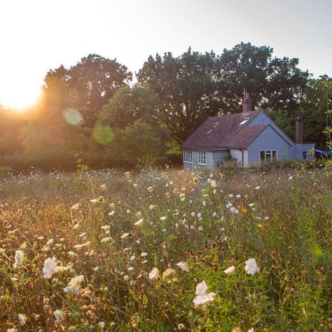 Luminaire on Instagram: “Wildflower meadow magic by @scribbleanddaub. . . . 📷 @markwinwooduk . . . #Luminaire #SourceWithLuminaire #TheFutureOfShoppingIsPersonal…” Tarah Dewitt, Howl And Sophie, Wild Flower Meadow, Wildflower Meadow, Cottage In The Woods, Spring Beauty, Summer Landscape, Flower Quotes, Anne Of Green Gables