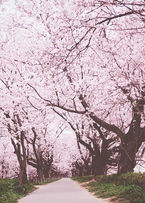 Sakura Forest Pink Blossom Tree, Forest Drawing, Pink Nature, Cherry Trees, Cherry Blossom Festival, Sakura Tree, Sakura Flower, Pink Trees, Fantasy Places