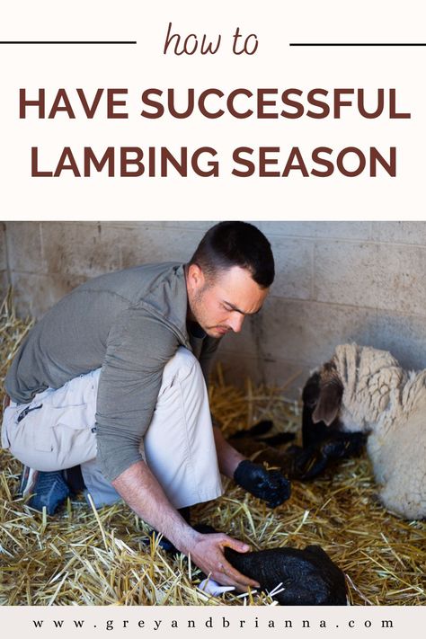 man helping sheep give birth Raising Sheep For Beginners, Sheep For Wool, Sheep Raising, Farming Sheep, Lambing Season, Homesteading For Beginners, Raising Sheep, Sheep Farming, Farming Ideas