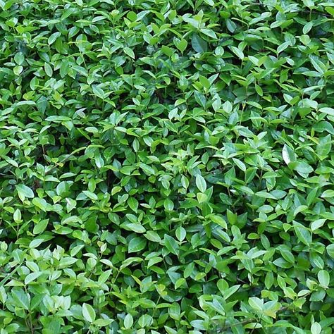 asiatic-jasmine Asiatic Jasmine, Asian Jasmine, Jasmine Plant, Plant Tags, Palm Coast, Tree Care, Solid Green, Sunset Colors, Ground Cover