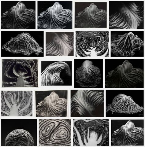 Edward Weston 1886 1958 Cabbages Edward Weston Photography, Ks3 Art, Tina Modotti, College Photography, Edward Weston, Cabbages, Famous Photographers, Digital Photography, Still Life