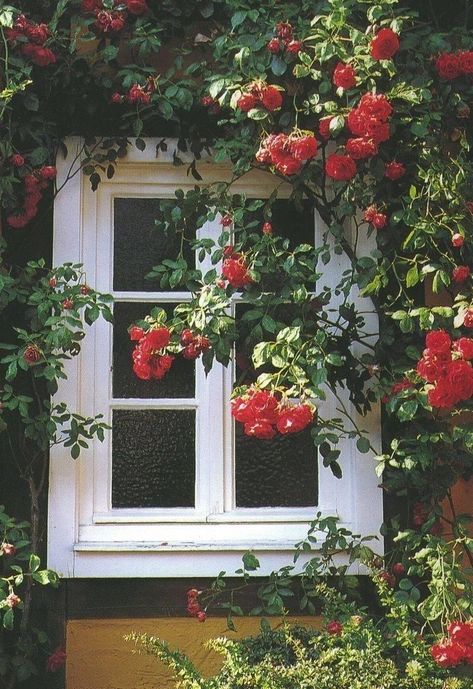 Pretty Windows, Window Flowers, Book Art Sculptures, Rose House, Window Box Flowers, Rose Window, White Window, Red Cottage, Flower Window