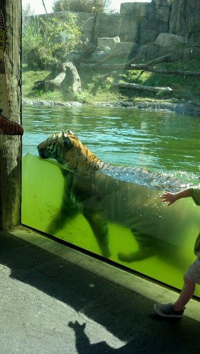 Awesome tiger at the VA Zoo! Great times with the kiddos. Tigers Aesthetic, Tiger Enclosure, Zoo In, Ellie Miller, Zoo Photography, Zoo Boo, Animal Enclosures, Tiger Zoo, Zoo Pictures