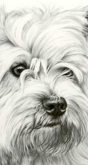 Westie Prints-4 Westie Drawing, Tatoo Dog, Saint Bernard Dog, Dog Wolf, Pencil Drawings Of Animals, Cairn Terriers, Girl Painting, Bernard Dog, Dog Nose