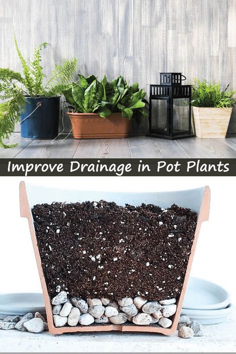 Drainage in potted plants is uber important.  In fact, it’s the most important aspect of container gardening. Ignore it at your own risk.  I’ll explain:  Studies show that plants need air, water, warmth and light to have a chance of making it in their boring container life.  In addition, two of these elements are very critical for plant root development. Indoor Plant Drainage Ideas, Lavender Potted Plant, Drainage Ideas, Tall Potted Plants, Vertical Container Gardening, Pool Deck Decorations, Potted Plants Patio, Plant Tips, Plant Pot Diy