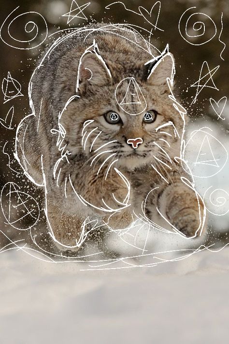 lynx in snow! jst a cute lil jump ⛄️🌨️ Lynx Therian Pfp, Cute Lynx Drawing, Canadian Lynx Paws, Lynx In Snow, Canada Lynx, Lynx