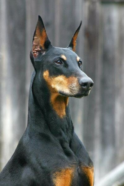 15 Cool Facts You Didn’t Know About the Doberman American Doberman, Puppies Tips, Doberman Pinscher Dog, Doberman Puppy, Animal Print Wallpaper, Doberman Dogs, Pretty Dogs, Dog Info, Dogs For Sale