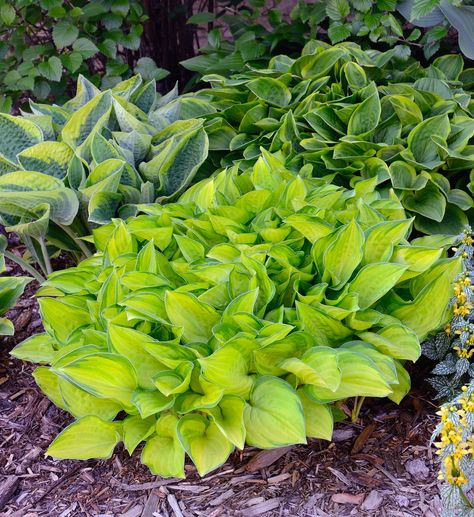 Selecting perennials for shade is no easy task, but choices are plentiful for gardeners in moderate climates such as USDA plant hardiness zone 8. Click here for a list of zone 8 shade perennials and learn more about growing zone 8 perennials in shade. Zone 8 Perennials, Flowers That Like Shade, Ground Cover Plants Shade, Partial Shade Perennials, Shade Perennial Garden, Part Shade Perennials, Perennials For Shade, Best Perennials For Shade, Plants That Like Shade