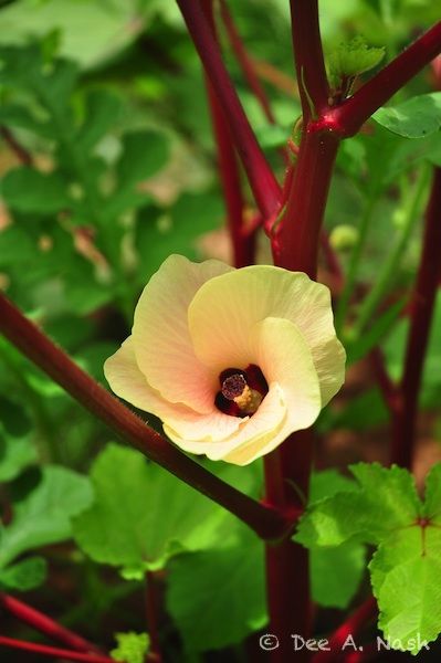 Bowling Red okra from Red Dirt Ramblings Okra Flower, Gaia's Garden, Heirloom Plants, Heirloom Gardening, Okra Plant, Okra Seeds, Allotment Garden, Plant Library, Desert Gardening