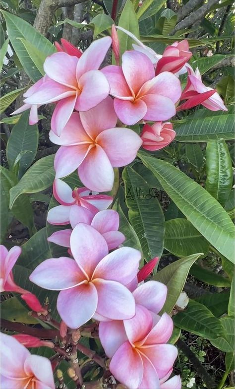 Plumeria Flowers Wallpaper, Plumeria Aesthetic, Flowers Of Hawaii, Viet Art, Hawaiian Tattoos, Fav Flower, Pretty Flowers Pictures, Pink Plumeria, State Flowers