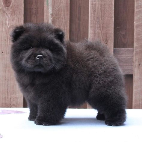 Chow Dogs Puppy, Chow Chow Puppies, Perros Chow Chow, Black Chow Chow, World Animals, Cute Fluffy Dogs, Chow Chow Puppy, Puppies Cute, Very Cute Puppies