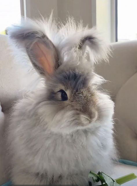 English Angora Rabbits For Sale | Portland, OR