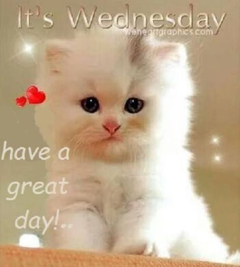 Wednesday Good Morning, Wednesday Hump Day, Its Wednesday, Wednesday Greetings, Morning Wednesday, Good Morning Sister, Week Quotes, Good Wednesday, It's Wednesday