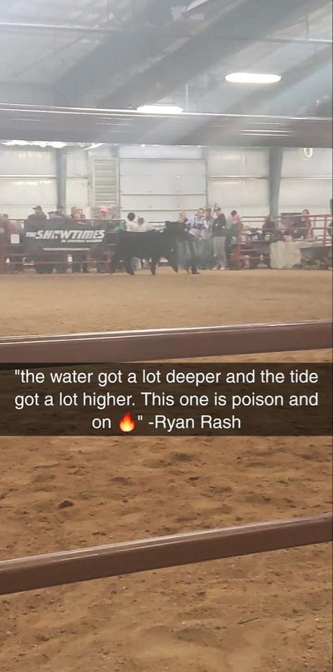 Ryan Rash, Pigs Quote, Livestock Quotes, Judge Quotes, Livestock Judging, Cow Quotes, Show Steers, Show Cows, Ag Teacher