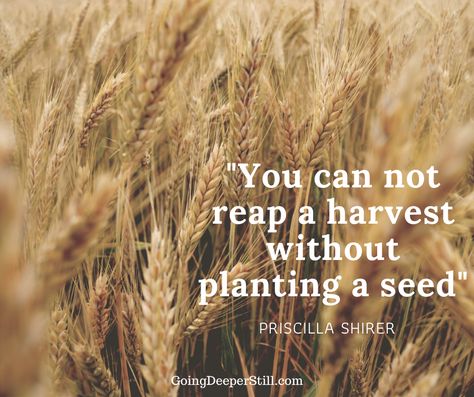 Harvest Bible, Plant Quotes, Conference Ideas, Plants Quotes, Be Silly, Apple Seeds, Plant Seeds, Bountiful Harvest, Harvest Time