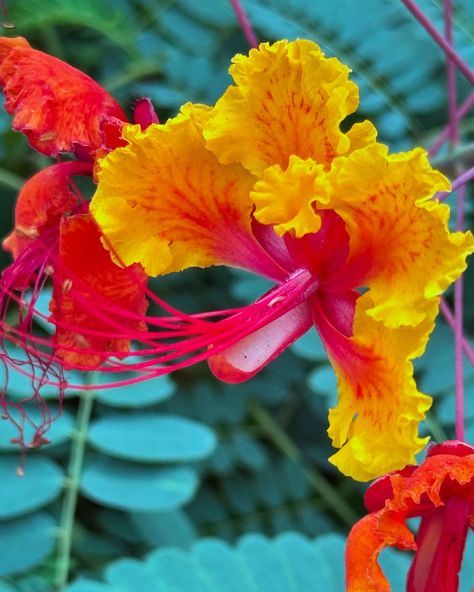 Flowers for feed ❤️ • Caesalpinia pulcherrima • Pride of Barbados • Peacock Flower #flowers #flowersforyourfeed #flowersforhealing #flowersforyou #nature #naturelovers #natureheals #naturephotography #grounding #groundingenergy #outdoors #outdoortherapy Caesalpinia Pulcherrima, Pride Of Barbados, Peacock Flower, Flowers For You, Barbados, Natural Healing, Tattoo Ideas, Nature Photography, Flowers