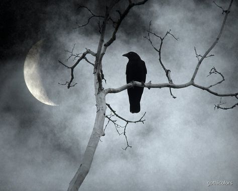 Crescent Moon Photo, Crescent Moon Light, Moody Sky, Crow Painting, Moon Photo, Raven Art, Moon Photos, Crows Ravens, Bullet Journal Themes