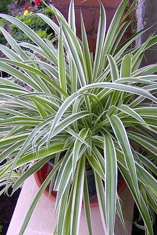 Cubicle Plants, Marginata Plant, Pothos In Water, Spider Plant Babies, Peace Lily Plant, Easy Care Houseplants, Easy House Plants, Spider Plant, Plant Hacks