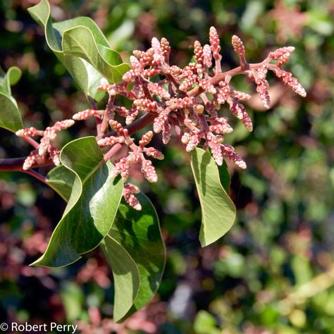 Rhus Ovata, Sugar Bush, Screen Plants, Eucalyptus Trees, Waterwise Garden, California Native Plants, Butterfly Plants, Garden Planner, Water Wise