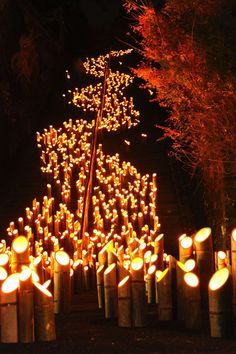 Bamboo Stage Design, Tardis Interior, Oita Japan, Lighting Festival, Bamboo Lantern, Light Festival, Bamboo Architecture, Bamboo Decor, Bamboo Light