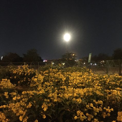 #park #moonlight #nightaesthetic #aesthetic #flowers #nightcore Dandelion Aesthetic, From The Sidelines, Daisy Field, Night Flowers, Aesthetic Flowers, Night Aesthetic, Flower Field, Night Time, Yellow Flowers