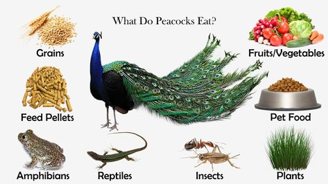 What Do Peacocks Eat? Peacock Care, Peacock Enclosure Ideas, Peacock Food, Peacock Coop, Peacock Coop Pens, Peacock Raising, Raising Peacocks, Pet Peacock, Peacock Eggs