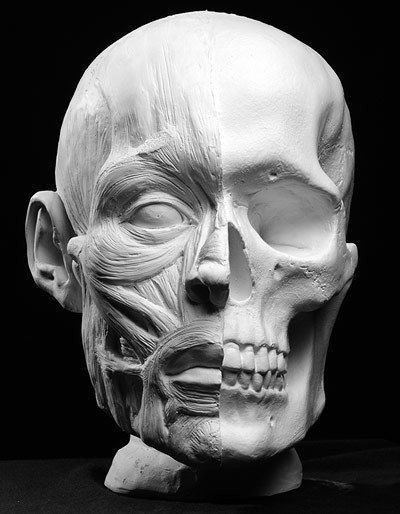 Skull Anatomy, Head Anatomy, Skull Reference, Facial Anatomy, Face Anatomy, Anatomy Sculpture, 얼굴 드로잉, Anatomy Poses, Anatomy For Artists