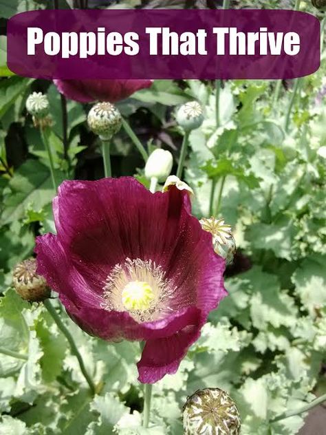 Tips for Growing Poppies - Tales of a Ranting Ginger Poppies Aesthetic, Poppies Drawing, Poppy Flower Garden, Growing Poppies, Planting Poppies, Poppies Art, Garden Front Of House, For Keeps, Garden Shrubs