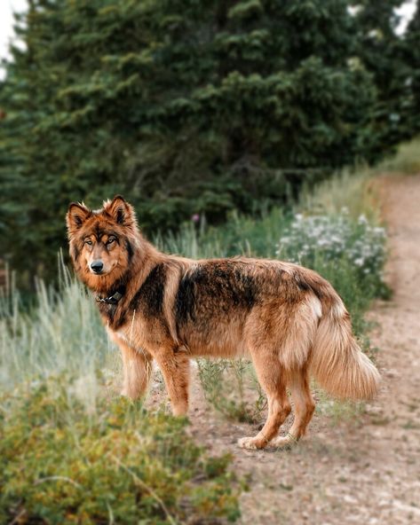 Wander with Willow Wolfdog Aesthetic, Wolf Poses, Avatar Animals, Canine Drawing, Cute Dog Photos, Hiking Dogs, Canine Art, Pretty Dogs, Kittens And Puppies