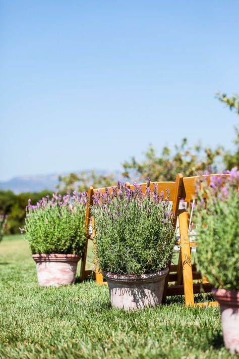 Potted Plant Wedding Aisle, Modern Farm Wedding, Potted Lavender, Summer Wedding Flowers, Plants Wedding, Outdoor Tent Wedding, Wildflower Wedding Theme, Summer Wedding Ceremony, Lavender Wedding Flowers