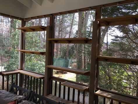 A BIG screened porch gets some "catification" - Fundamentally Feline Back Porch Cat Enclosure, Catio Screened In Porch, Pet Proof Screened In Porch, Screened In Porch Cat Friendly, Cat Proof Screened In Porch, Screened In Porch With Catio, Screened Porch Plants, Screened In Porch For Cats, Cattio Porch