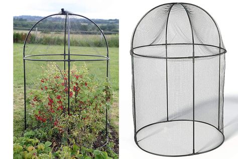 Fruit Cages, Fruit Cage, Plant Cages, Fruit Bushes, Sweet Chestnut, Garden Netting, Garden Layout Vegetable, Allotment Gardening, Build A Greenhouse