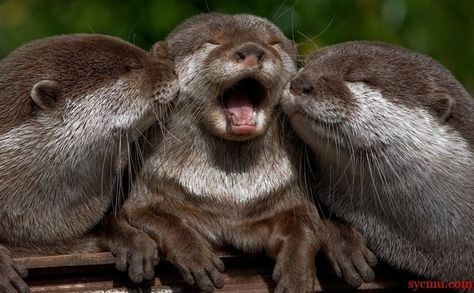 Community Post: 5 Cute Animal Photos To Cheer You Up Animals Kissing, Animals Painting, Otter Love, Baby Otters, Cute Animal Photos, Sweet Animals, The Animals, Animal Photo, Ferret