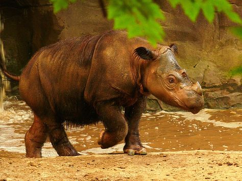 Dicerorhinus s. sumatrensis - Sumatra-Nashorn - Western Sumatran rhinoceros | Flickr - Photo Sharing! Sumatran Rhinoceros, Sumatran Rhino, Sketch Reference, Wild Animals Photography, Endangered Wildlife, Cincinnati Zoo, Animals Care, Animals Photography, Asian Elephant