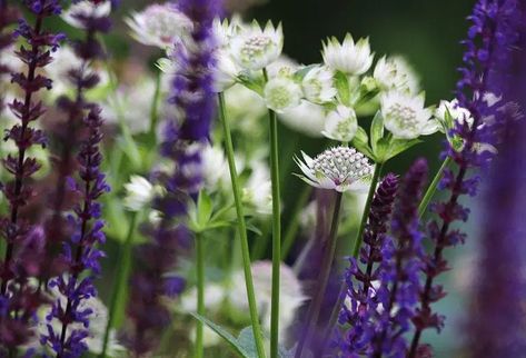 Salvia Caradonna Combination, Salvia Caradonna, Salvia Garden, Palette Garden, Planting Combinations, Astrantia Major, Wild Geranium, Purple Plants, Cottage Garden Design