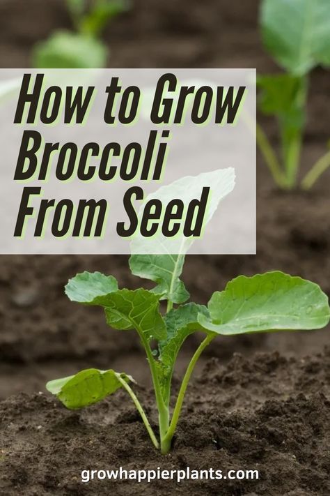 Learn to grow broccoli from seed with our step-by-step guide, and enjoy a bountiful harvest in your own garden during the cooler months. Harvesting Broccoli, How To Grow Broccoli, Grow Broccoli, Broccoli Plant, Growing Broccoli, Broccoli Seeds, Fall Containers, Seed Starter, Seed Germination