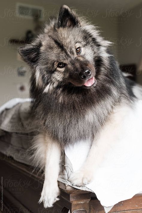 A portrait of a cute fluffy Keeshond dog sitting on a bed. Medium Dog, Cute Mutt Dogs, Finish Spitz Dogs, Japanese Spitz Aesthetic, Keeshond Puppy, American Eskie Dog, Keeshond Dog, German Dog Breeds, Fluffy White Dog Aesthetic