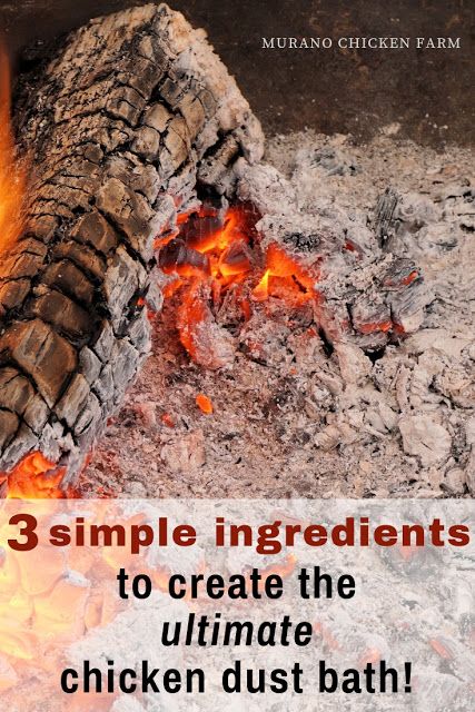 Just 3 simple ingredients to create the ultimate dust bath for chickens. Rid poultry of parasites with this dust bath. Easy to follow recipe/tutorial. #chickens #backyardchickens #homesteading Chicken Dust Bath, Chicken Bath, Dust Bath For Chickens, Chicken Nesting Boxes, Chicken Feeders, Dust Bath, Chicken Life, Backyard Chicken Farming, Chicken Health