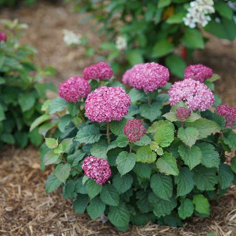 Flowering Shrubs For Shade, Rose Fertilizer, Types Of Hydrangeas, Smooth Hydrangea, Hydrangea Arborescens, Shade Shrubs, Hydrangea Care, Purple Plants, Proven Winners