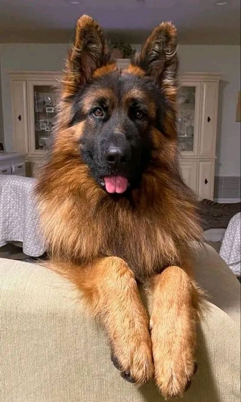 German Shepherd Lovers Clab | Great photography 🥰🥰 | Facebook King German Shepherd, Big German Shepherd, Fur Mom, Shepherd Dogs, German Shepherds, German Shepherd Dogs, German Shepherd, Dog Cat, Dogs