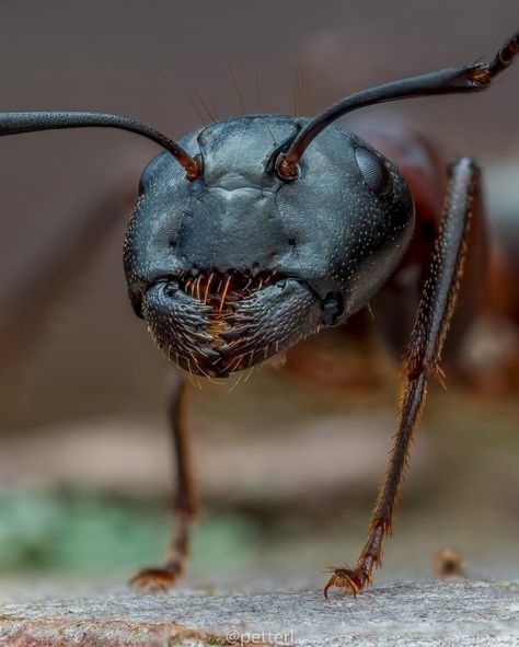 Ant Photo, Farm Tattoo, Ant Tattoo, Ant Farm, Micro Photography, Carpenter Ant, Rid Of Ants, Get Rid Of Ants, Ant Farms