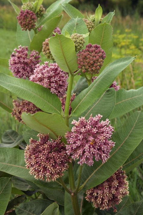 Monarch Butterfly Habitat, Common Milkweed, Monarch Butterfly Garden, Milkweed Seeds, Butterfly Habitat, Habitat Garden, Pollinator Plants, Plant Guide, Plant Information