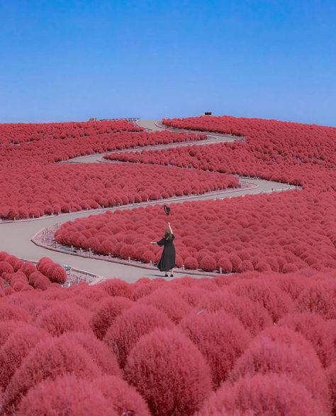 Wonderful Destinations To Travel Around This November – TravelOpel.Com Hitachi Seaside Park, Seaside Park, Monte Fuji, Blue Hole, Ibaraki, Hayao Miyazaki, Travel Goals, Miyazaki, Utrecht