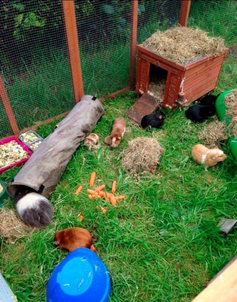 An interesting outdoor hutch that any guinea pig would love to exercise in. Peruvian Guinea Pig, Guinea Pig Run, Guinea Pig Hutch, Pig Care, Tortoise Care, Guinea Pig House, Baby Guinea Pigs, Guinea Pig Bedding, Bunny Cages