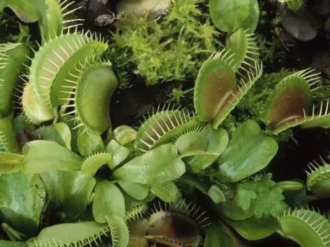 T H E _ C O L L E C T O R Gotham Rogues, Dc Poison Ivy, Venus Flytrap, Ivy Plants, Little Shop Of Horrors, Venus Fly Trap, Fly Traps, Plant Aesthetic, Carnivorous Plants