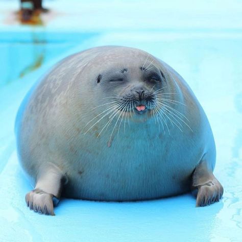 And Other Animals Cute Seals, A Seal, Silly Animals, Sea Lion, Marine Animals, Cute Animal Pictures, Cute Creatures, Cute Little Animals, Sea Animals